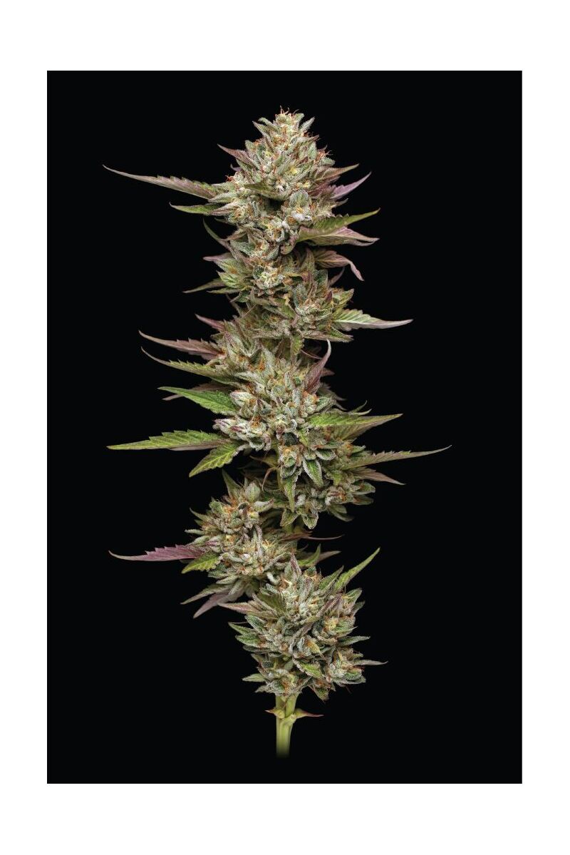 Moon Fog, Фасовка: 3